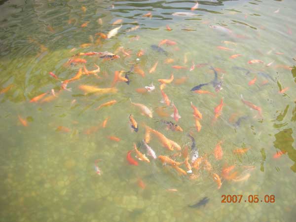 校本部鱼池